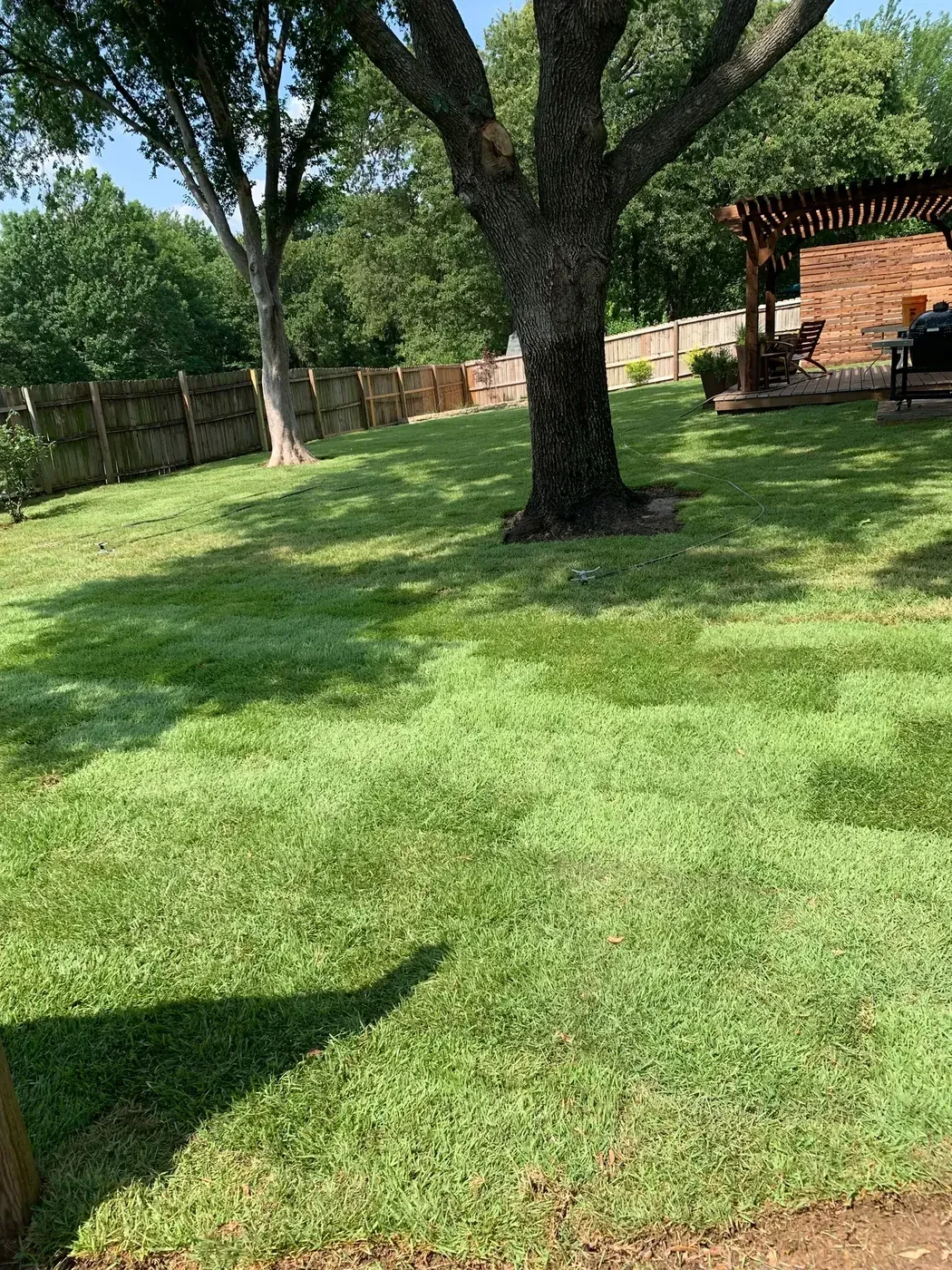 Freshly installed backyard sod beneath a mature tree